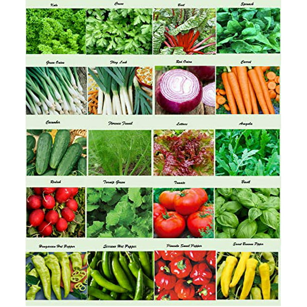 Organic Vegetable Salad Bowl 6000 Seeds Large Lettuce